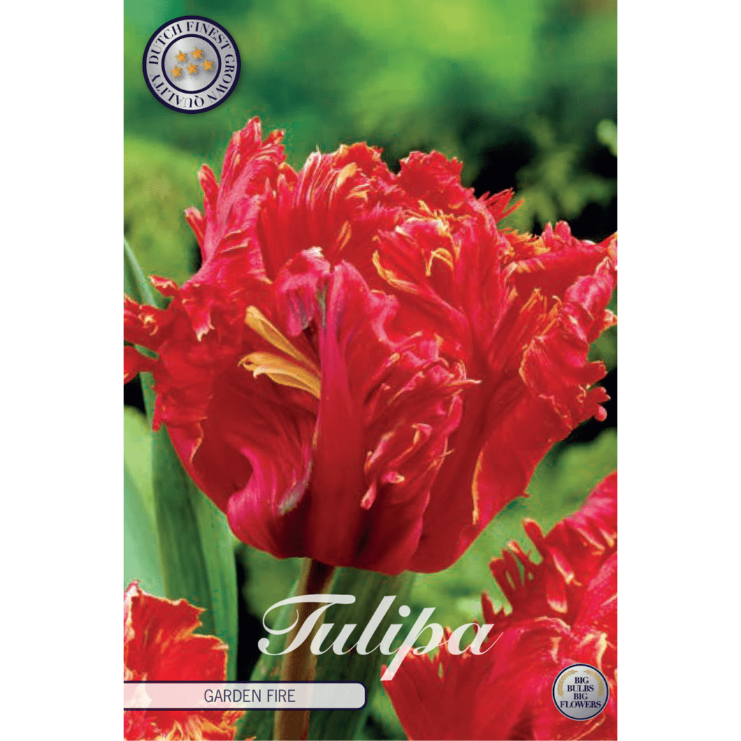 Tulipan Garden Fire 7-pakning